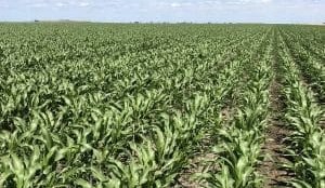 Feedgrain Focus:  Dip in barley shifts ration mix, cottonseed cheaper