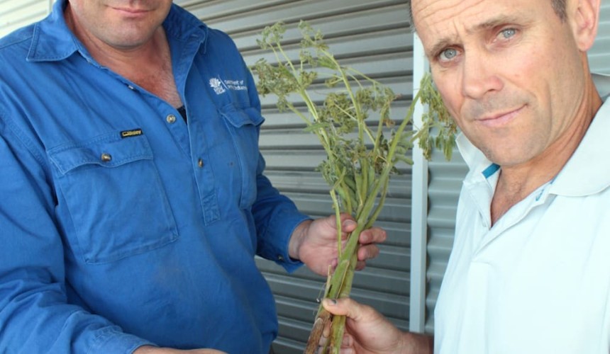 Graziers alerted to signs of toxic fungus in lupin stubbles
