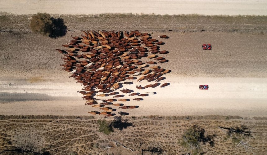 Feedlots start cutting back on numbers, as stock water reaches critical levels