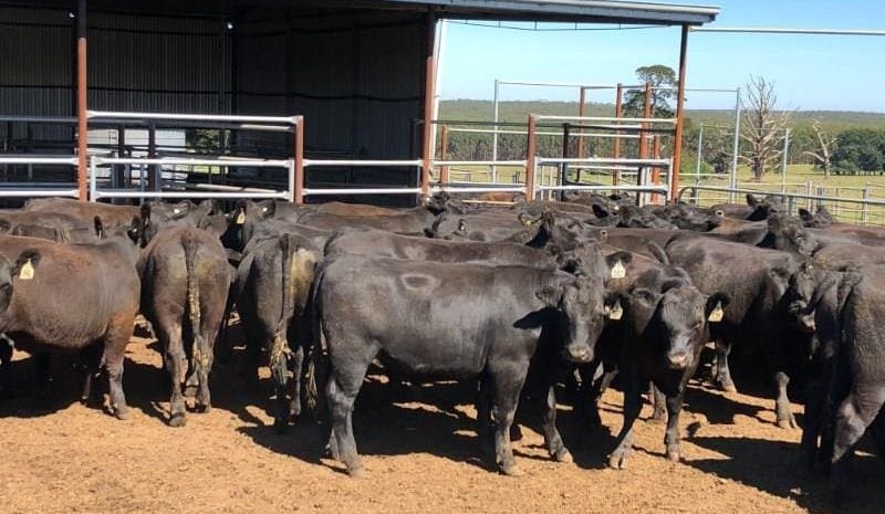 Steer and heifer prices sharply higher on AuctionsPlus