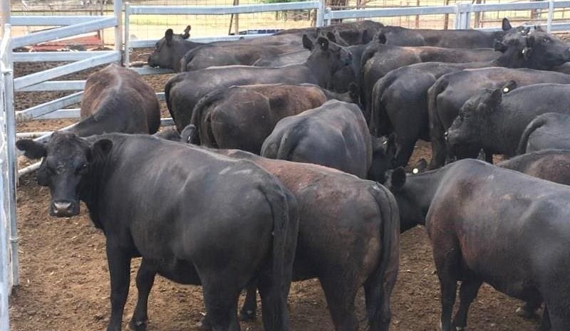 Steer, heifer prices softer on AuctionsPlus
