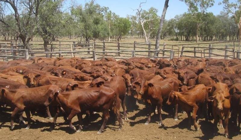 Larger weaner and yearling offerings from NSW boost AuctionsPlus numbers