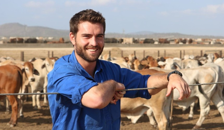 Townsville cattle exports head north