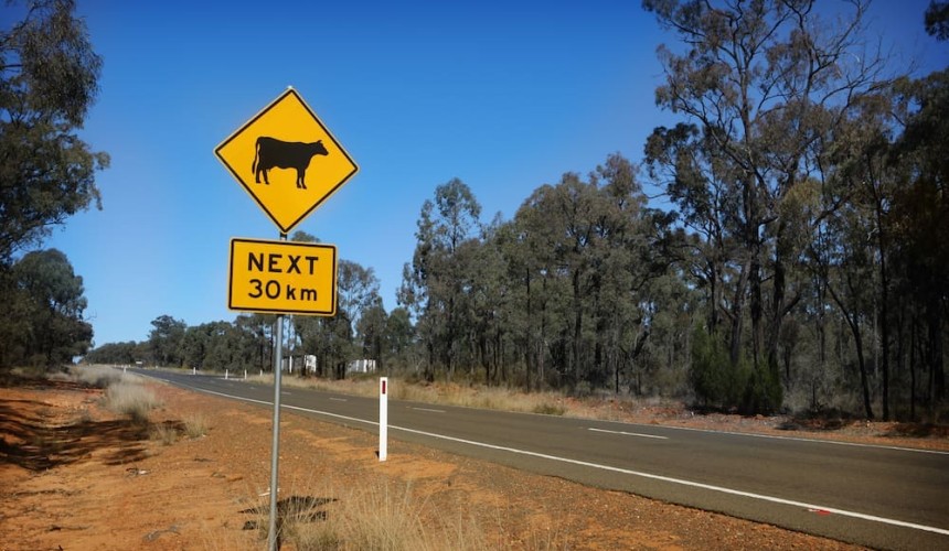 When cars and cattle collide, who is responsible?