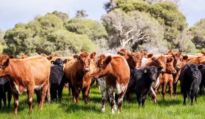 WA’s Harvest Road to spend $50m on large scale ‘free-range’ intensive feeding model