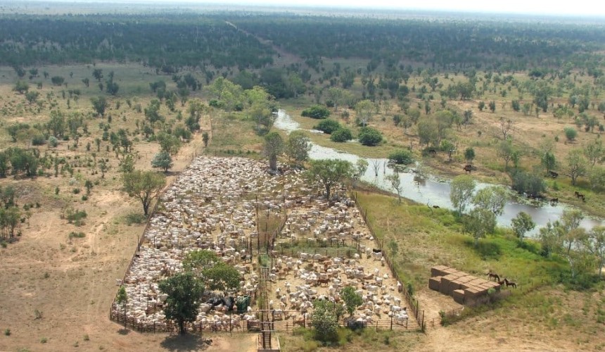 AAM moves ahead with Kununurra project as region’s cotton gin opens