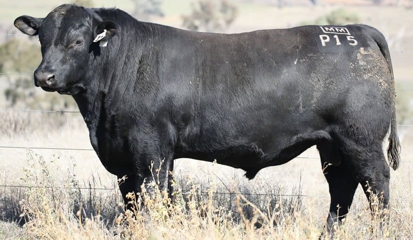 Angus bull sets new breed record at $160,000