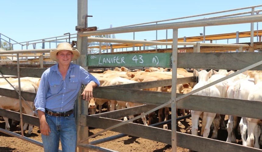 Roma store sale 11 Dec 2018: Western drafts fill final sale of year