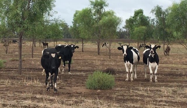 Police search for missing cattle near Rockhampton