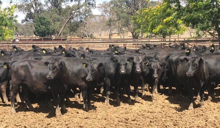 Heifers ease, steers steady in AuctionsPlus opening 2019 sales