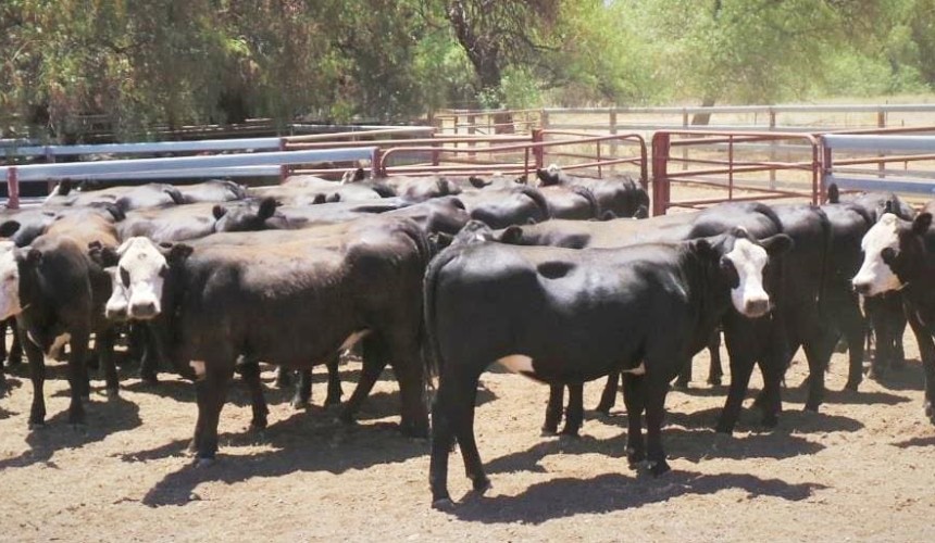 Young steer prices easier as AuctionsPlus numbers swell