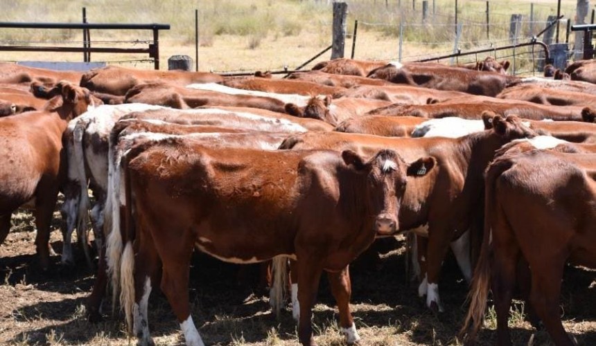 Steer categories easier in smaller 6644 head AuctionsPlus weekly offering