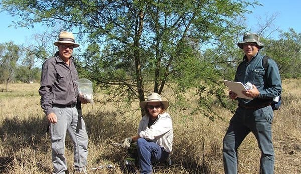 Natural woody weed control claims an Australian first