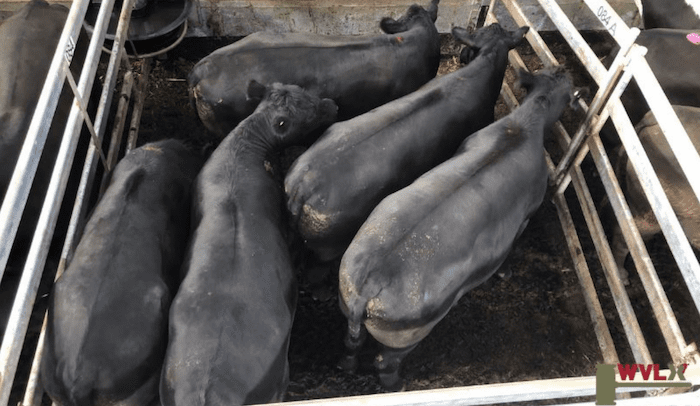 Western Victorian Livestock Exchange sale 4 Feb 2019