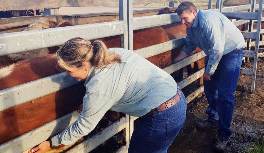Transporter hit with infringement notice following tick-fever outbreak