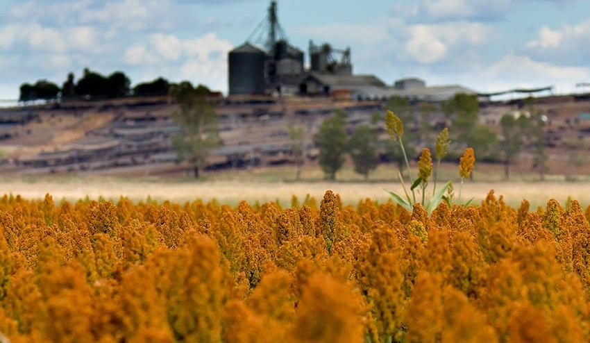 Sorghum primed for re-entry into Downs feedlot rations