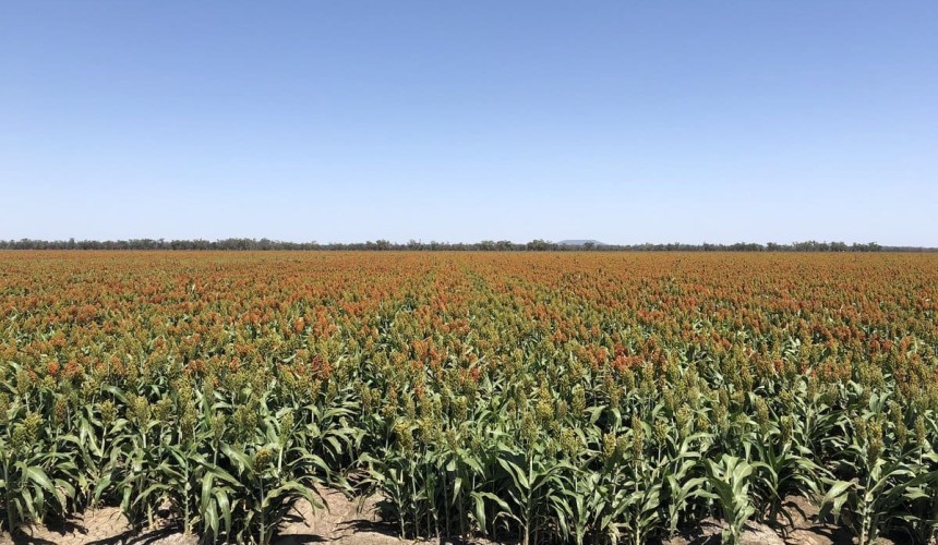 Feedgrain Focus: Prices firm as cruel January hits sorghum