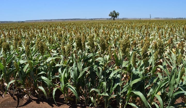 Big dry cuts summer crop prospects: ABARES