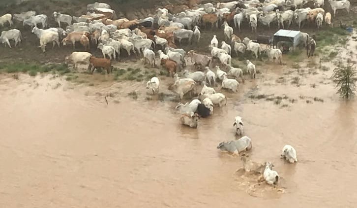 Cattle losses mount as Northwest QLD faces monumental flood event
