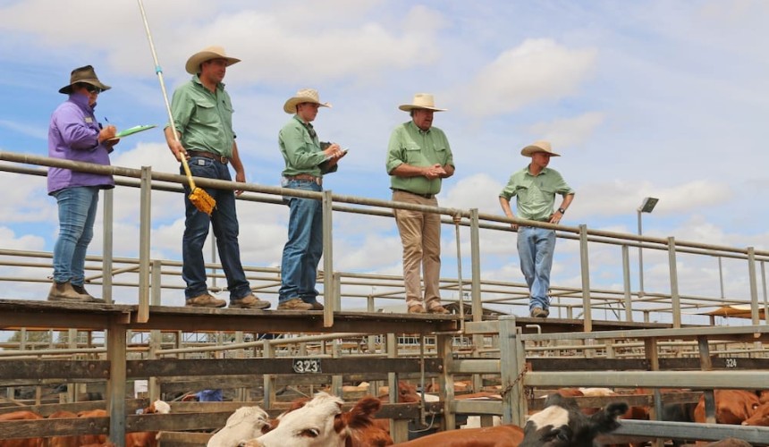 Roma store sale 30 Apr 2019: Prices mostly up after SW Qld rain