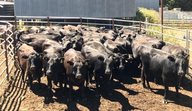 Clearance rates below 50pc in smaller drought-impacted AuctionsPlus offering