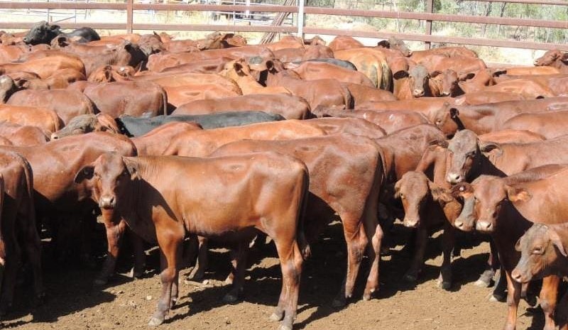 Heifer prices edge higher in larger AuctionsPlus offering