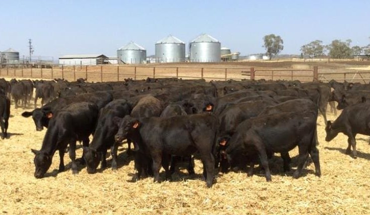 Weaner steers to 336c on AuctionsPlus