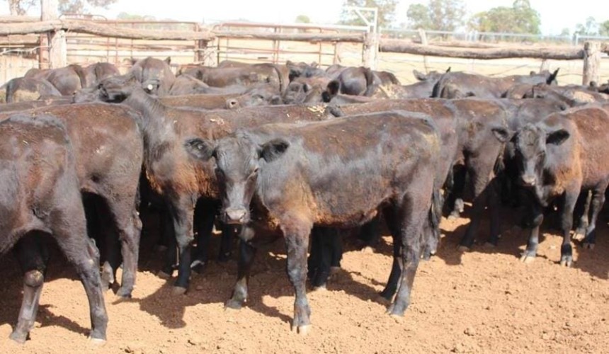 Clearance rates on AuctionsPlus starting to rise