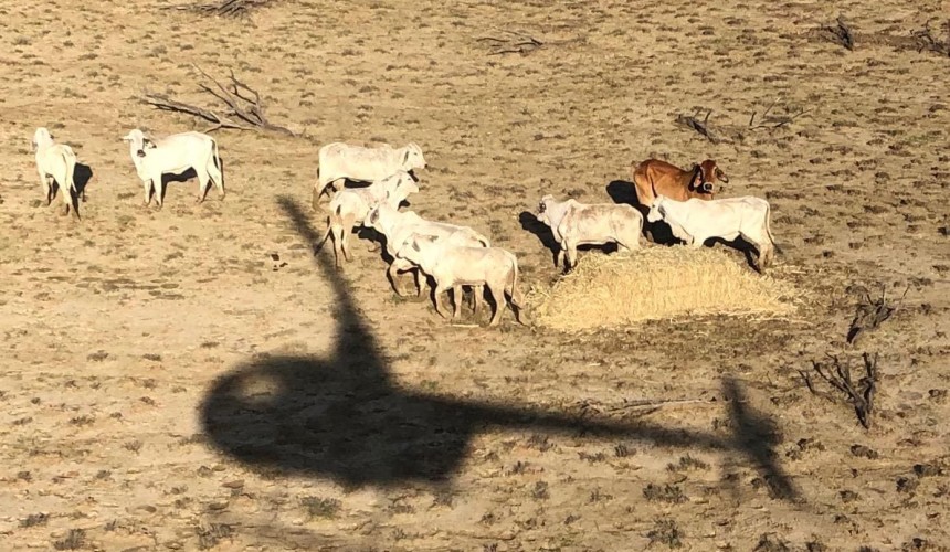 UPDATED: Is it the RSPCA’s role to help flood affected livestock?