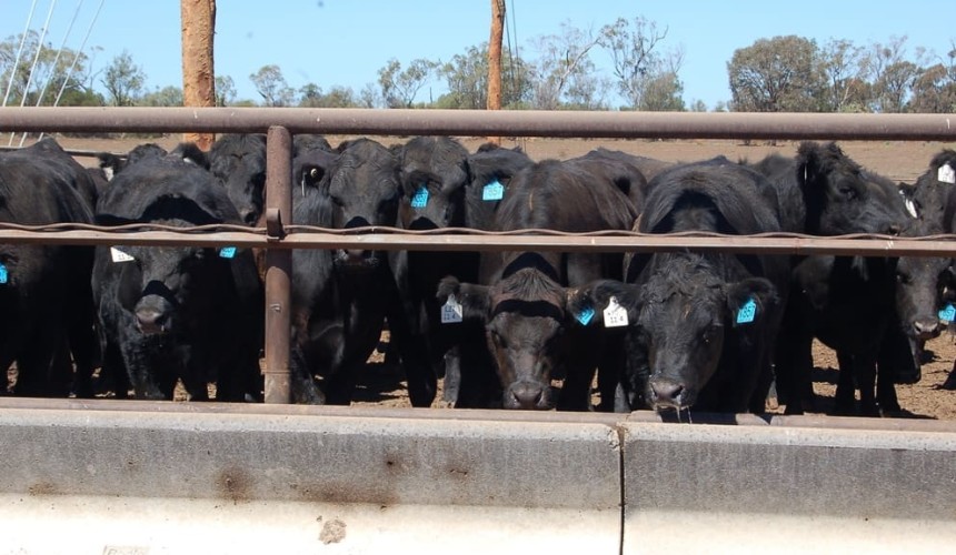 Korean retail giant Lotte buys Qld’s Sandalwood feedlot