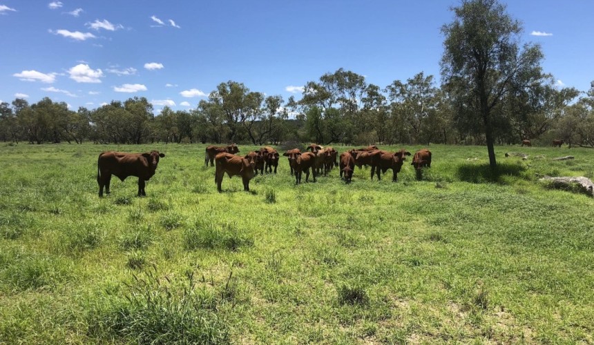 NQ floods: Caution against moving weak cattle too early