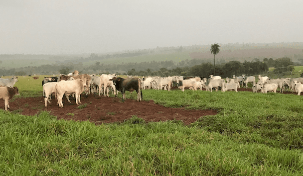 Indonesia to import 50,000t of beef from Brazil