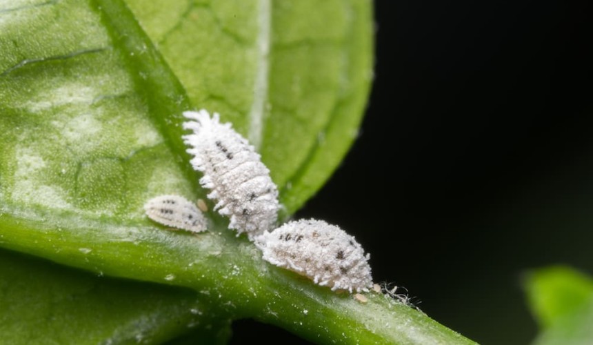 The small sap sucking insect that could be causing pasture dieback