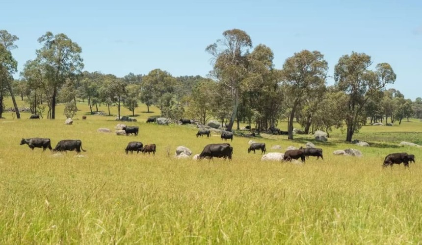 Northern NSW producers make agistment plans, with “expensive taxi fares” attached