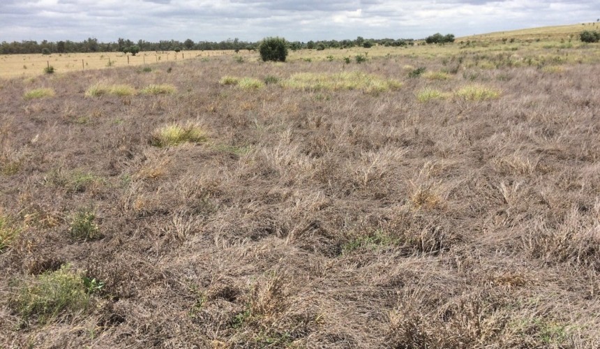$24.4m partnership to tackle three beef threats in northern Australia