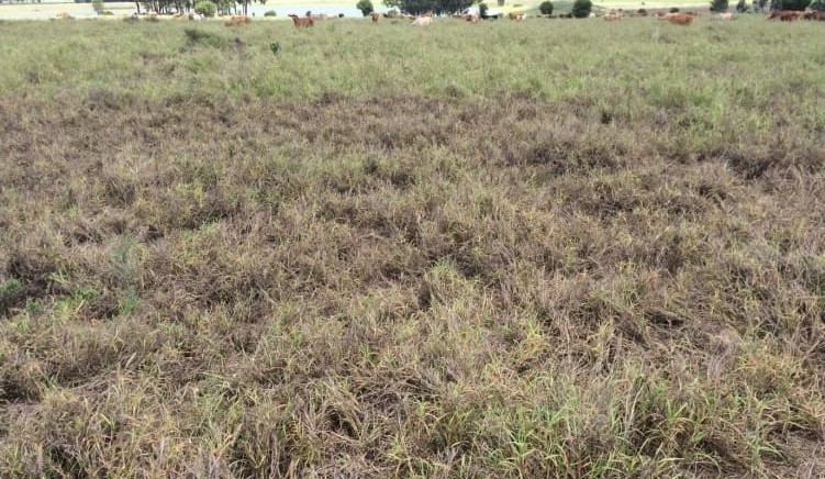 Govt, industry invest additional $6m in pasture dieback research