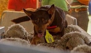 Jerilderie sets national working dog sale mark at $25,000