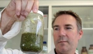 NSW livestock producers warned of drought-stressed sorghum poison risk