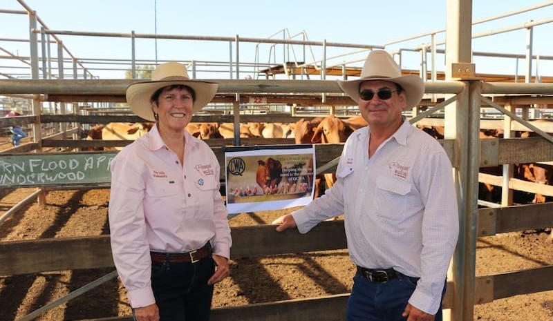 Roma store sale 12 Feb 2019:  Most steer classes improve