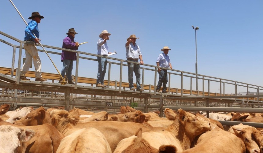 Roma store sale 19 Feb 2019:  Young cattle numbers increase