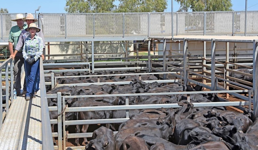 Roma store sale 26 Feb 2019: Prices back in 7900 head yarding
