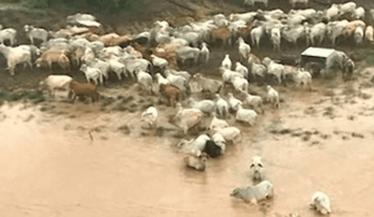 “We will help rebuild the north’s cattle industry,” declares PM Morrison