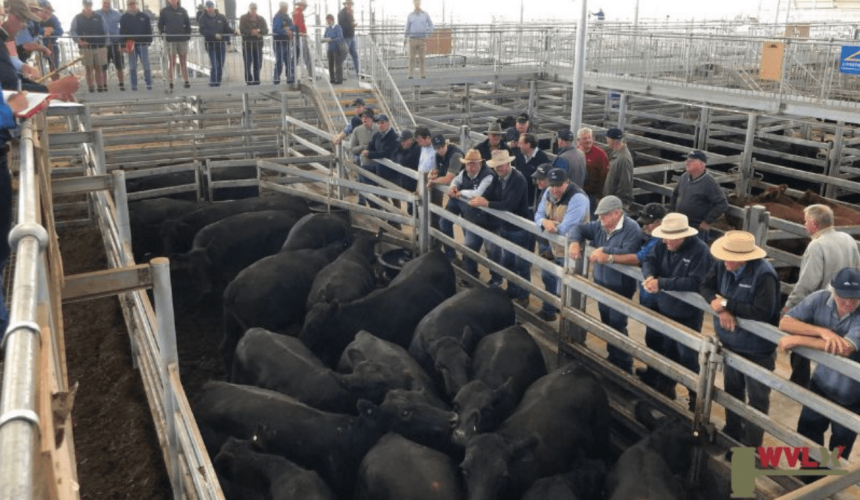 Western Victorian Livestock Exchange sale 18 Feb 2019