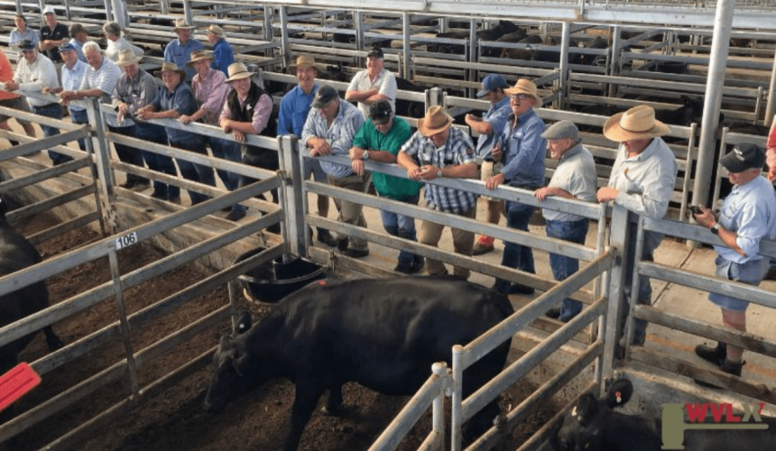 Chris Howie’s southern market wrap – March 2019