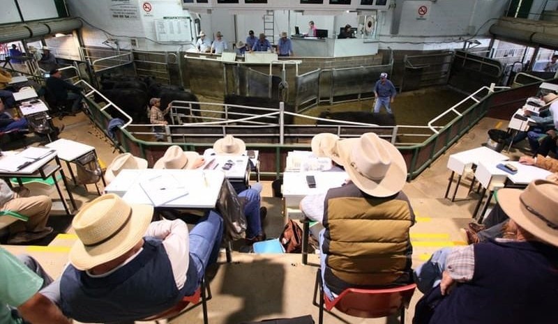 Wagga sale 11 May 2026: Competition lifts for larger 4565 head offering