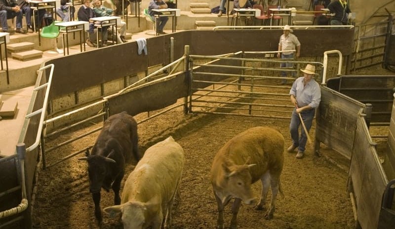 Wagga sale 4 May 2020:  Numbers hold up despite rain