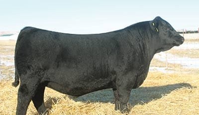 World record A$2.1m paid for US Angus bull