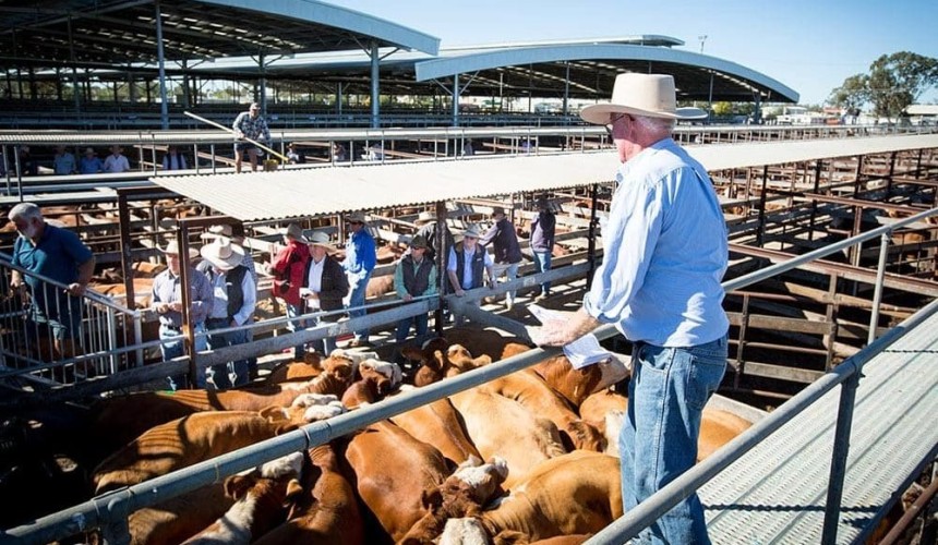 Dalby sale 30 June 2021: All descriptions firm to dearer