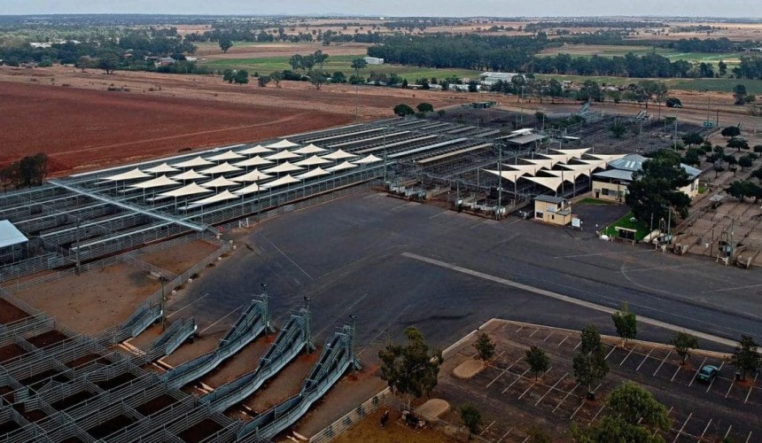 Dubbo sale 7 May 2026: Young cattle, slaughter cows firmer in 6760 head yarding
