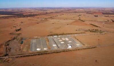 Feedgrain Focus:  Sorghum withers as WA grain feeds five ports